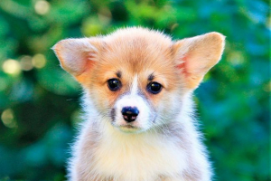 Kako izgleda pasmina pasa velških corgija i kako se brinuti za njih?